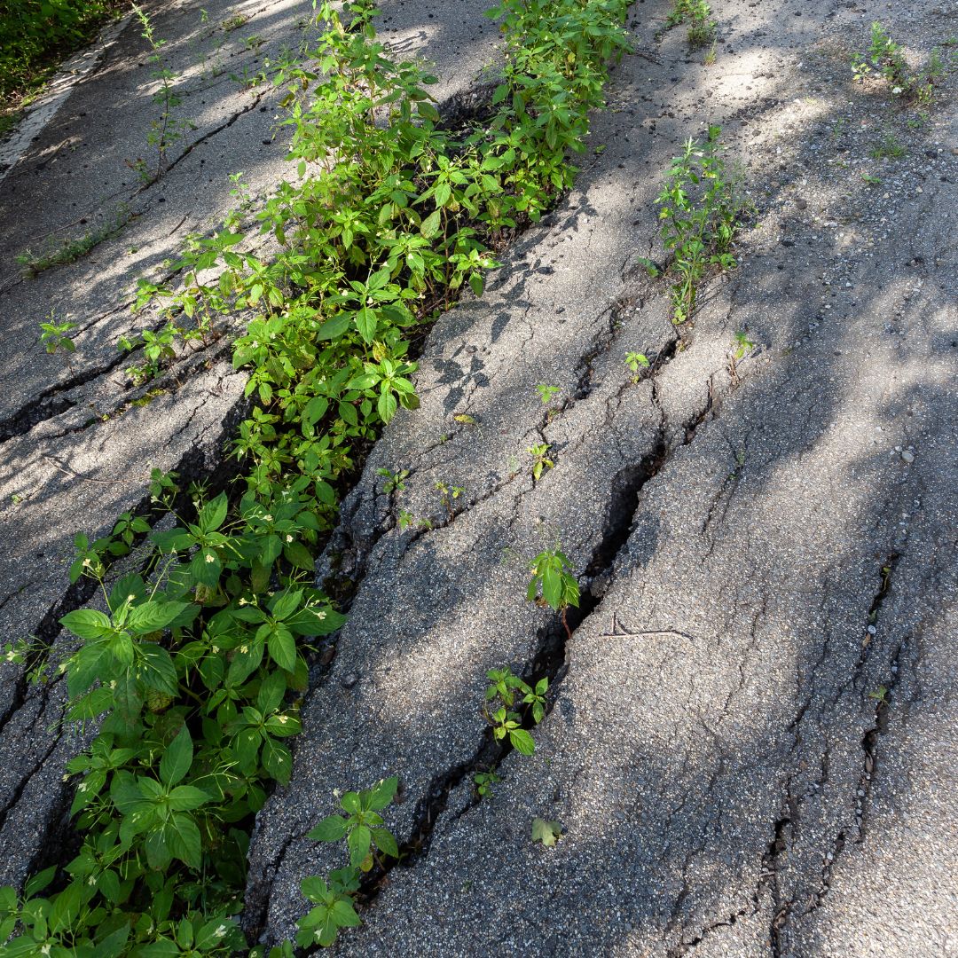 Sidewalk Tree Root Damage